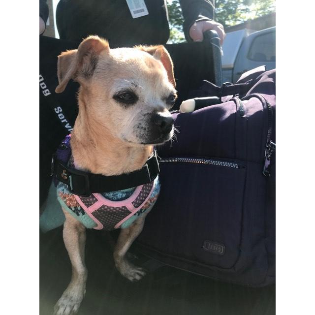 We are having a special guest!
Meet Savannah, she is a precious baby girl!
She is a service dog and she is super friendly. Please ask her owner to pet her beforehand, keep in mind she is working.