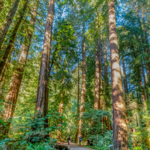 Muir Woods National Monument