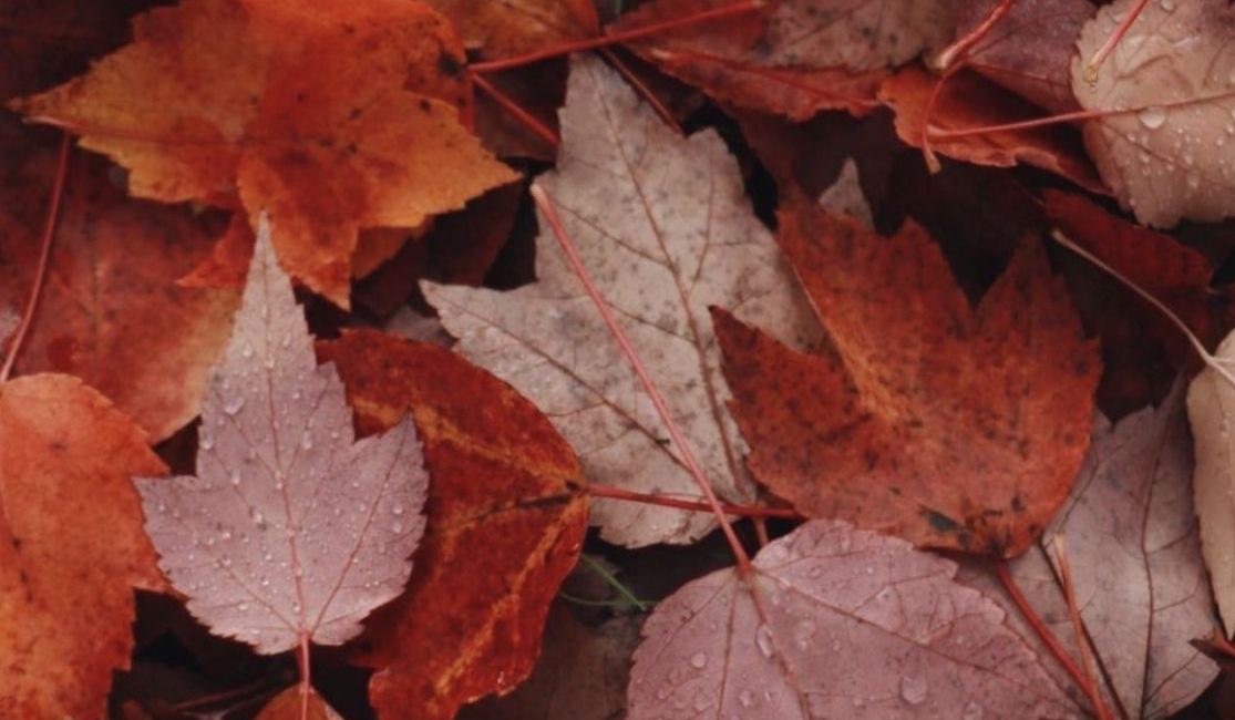 Footer image