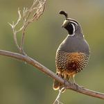 Temecula Creek Trail Park