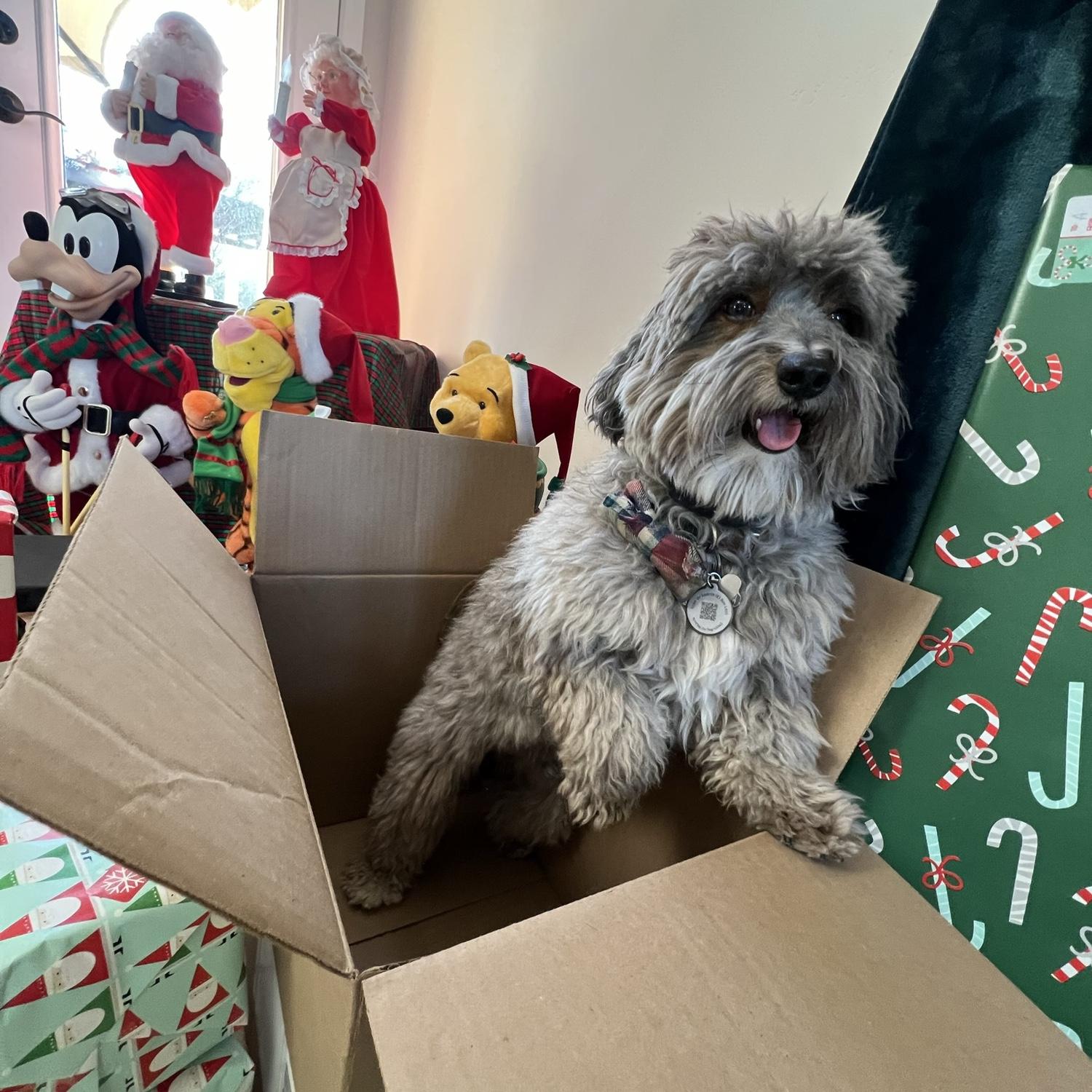Christmas Morning & Koda's love for boxes