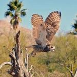 Arizona-Sonora Desert Museum