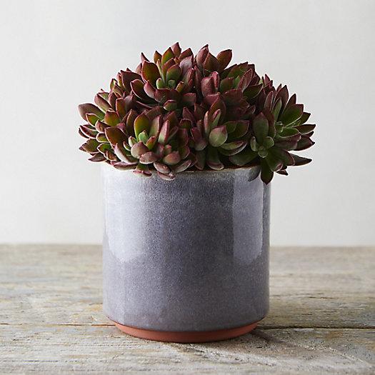 Studio Glazed Ceramic Planters