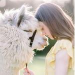 L&R Alpaca Haven Farm