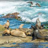 La Jolla Cove
