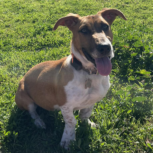Whiskey’s Dog Sitting - Honeymoon (Zelle or Venmo or Card @ Bridal Shower/Wedding)