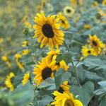 The Sunflower Gardens
