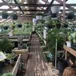 The Green Thumb