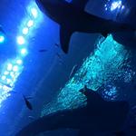 Georgia Aquarium