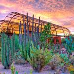 Desert Botanical Garden