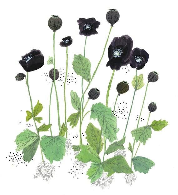 ETSY : poppies print