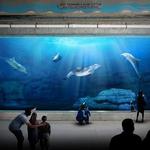 Clearwater Marine Aquarium