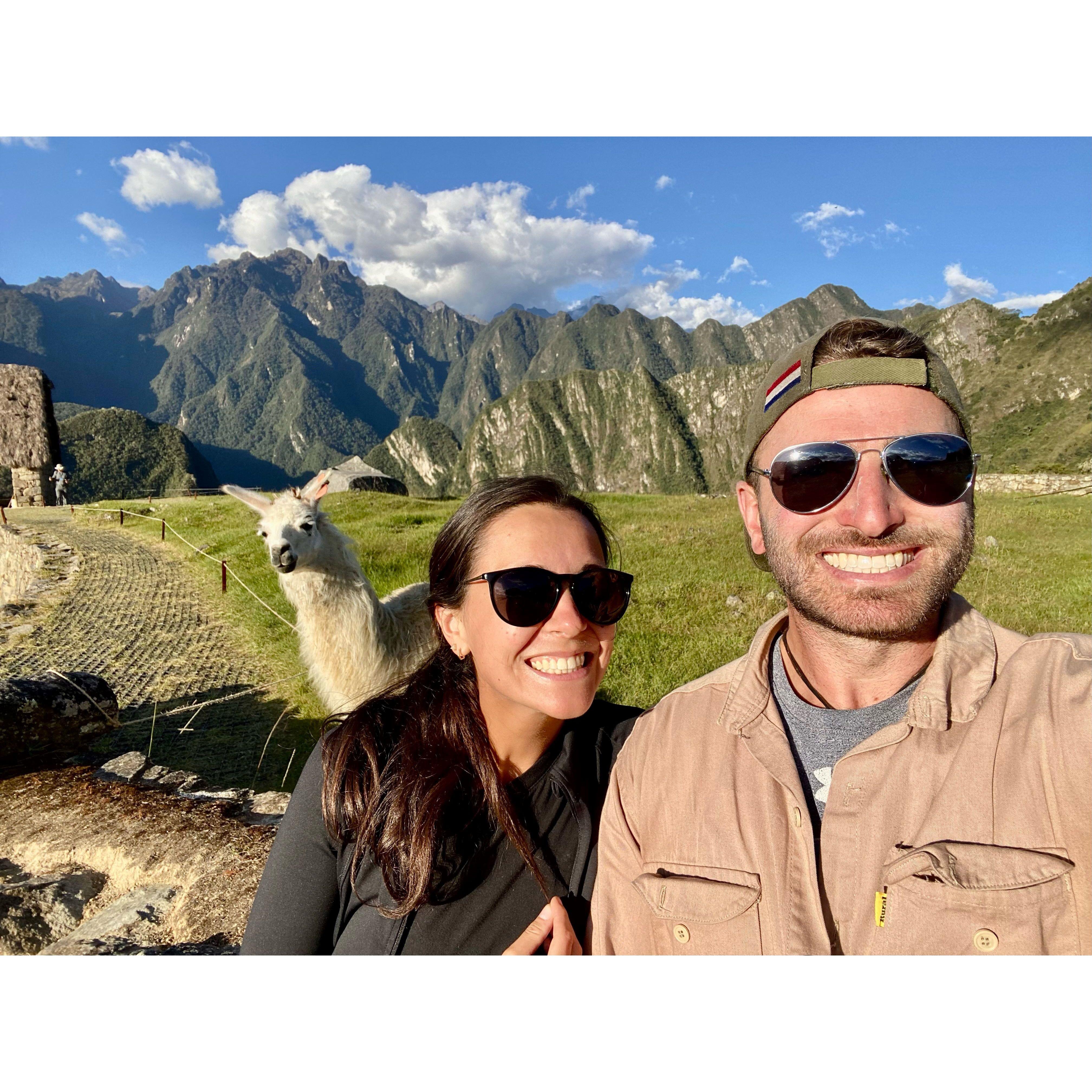 LLAMA FRIEND