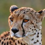 Cheetah Outreach