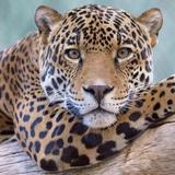 Jacksonville Zoo and Gardens
