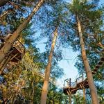 Beanstalk Ziplines