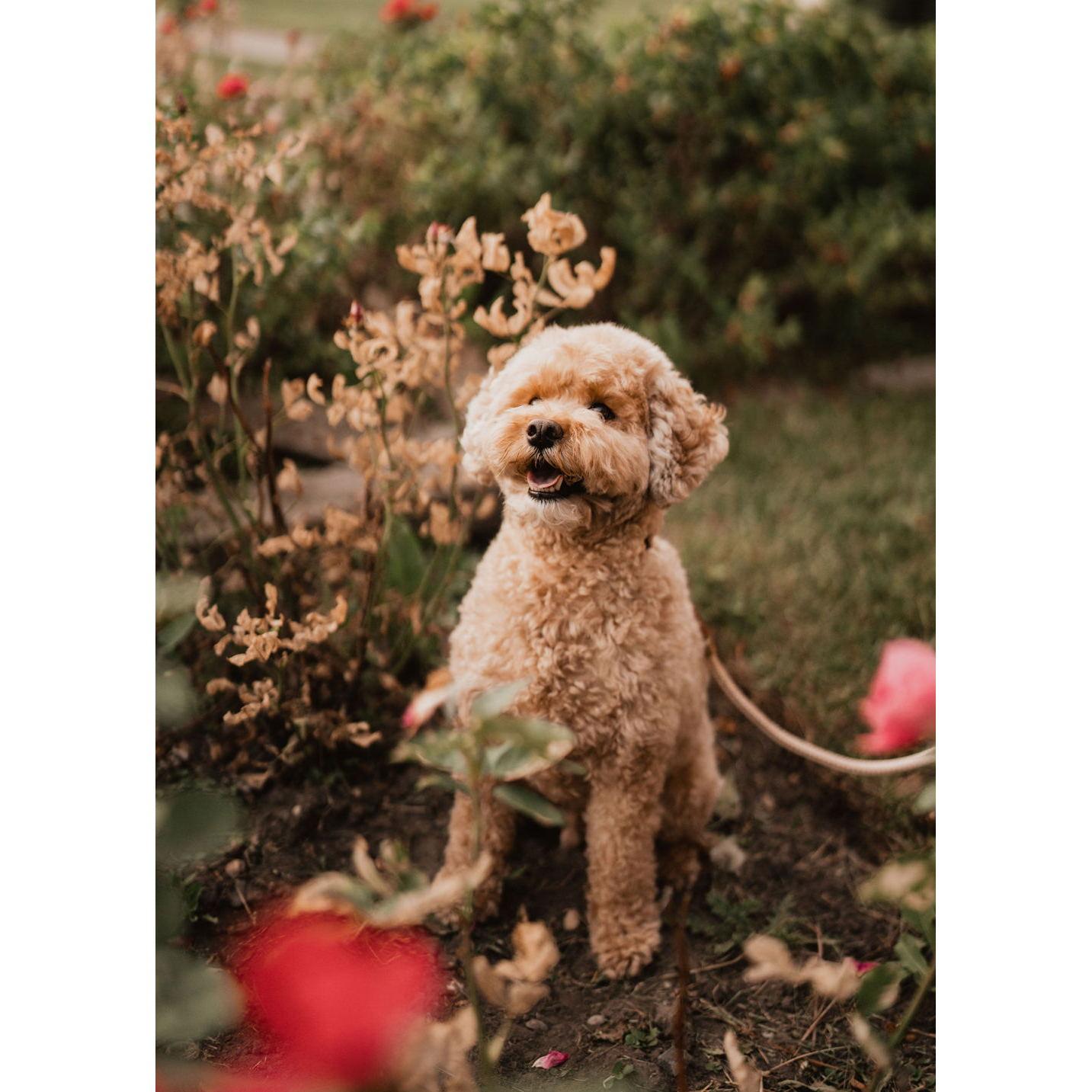 photo credit @roseandrangephoto