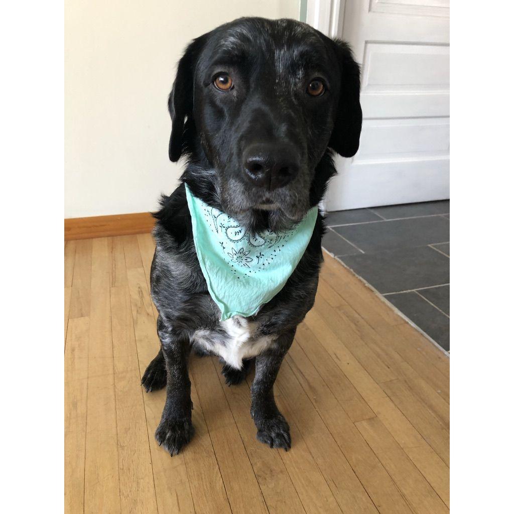 Our best boy Gunner