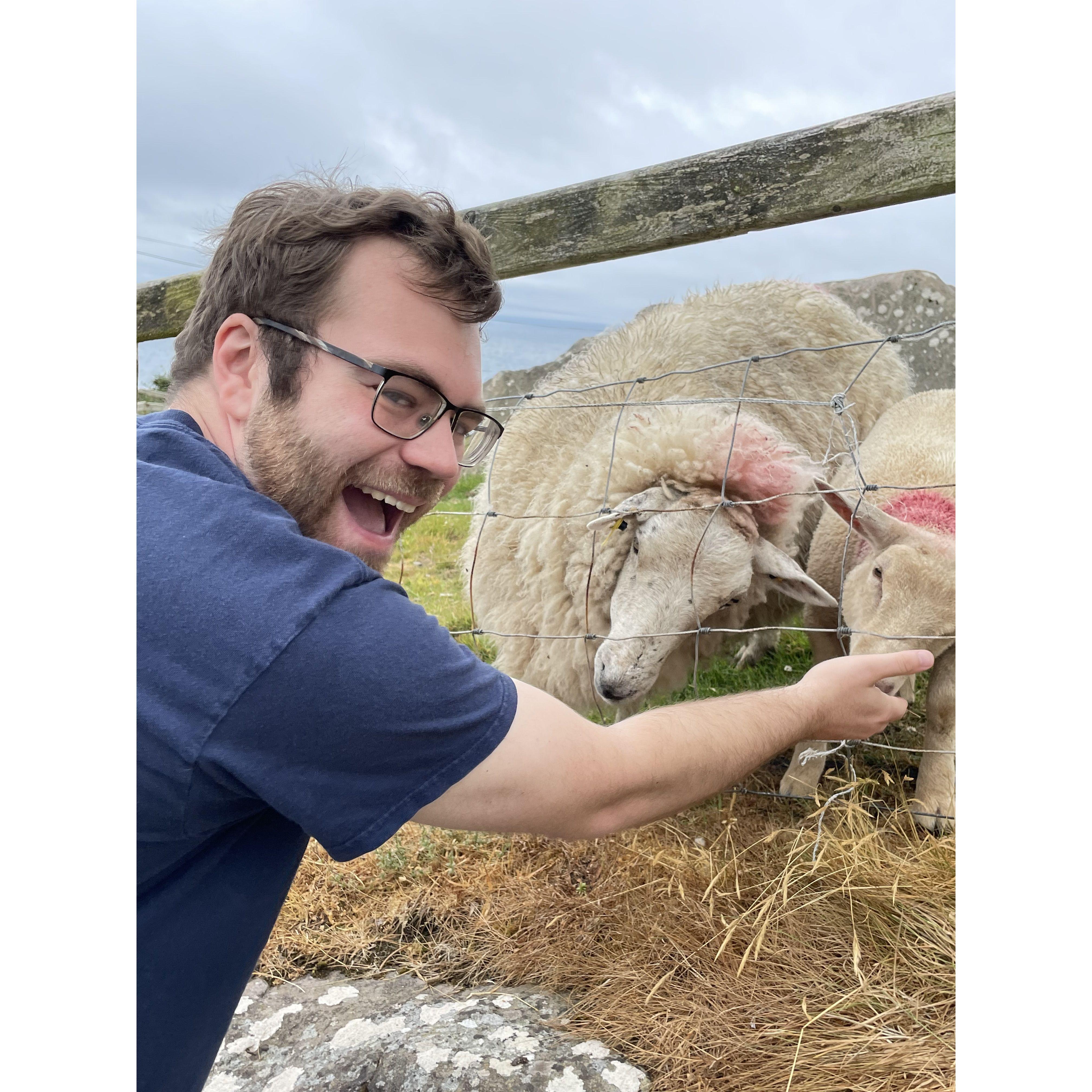 Feeding some Irish sheep!