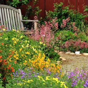 Pollinator Bed Starter Kit