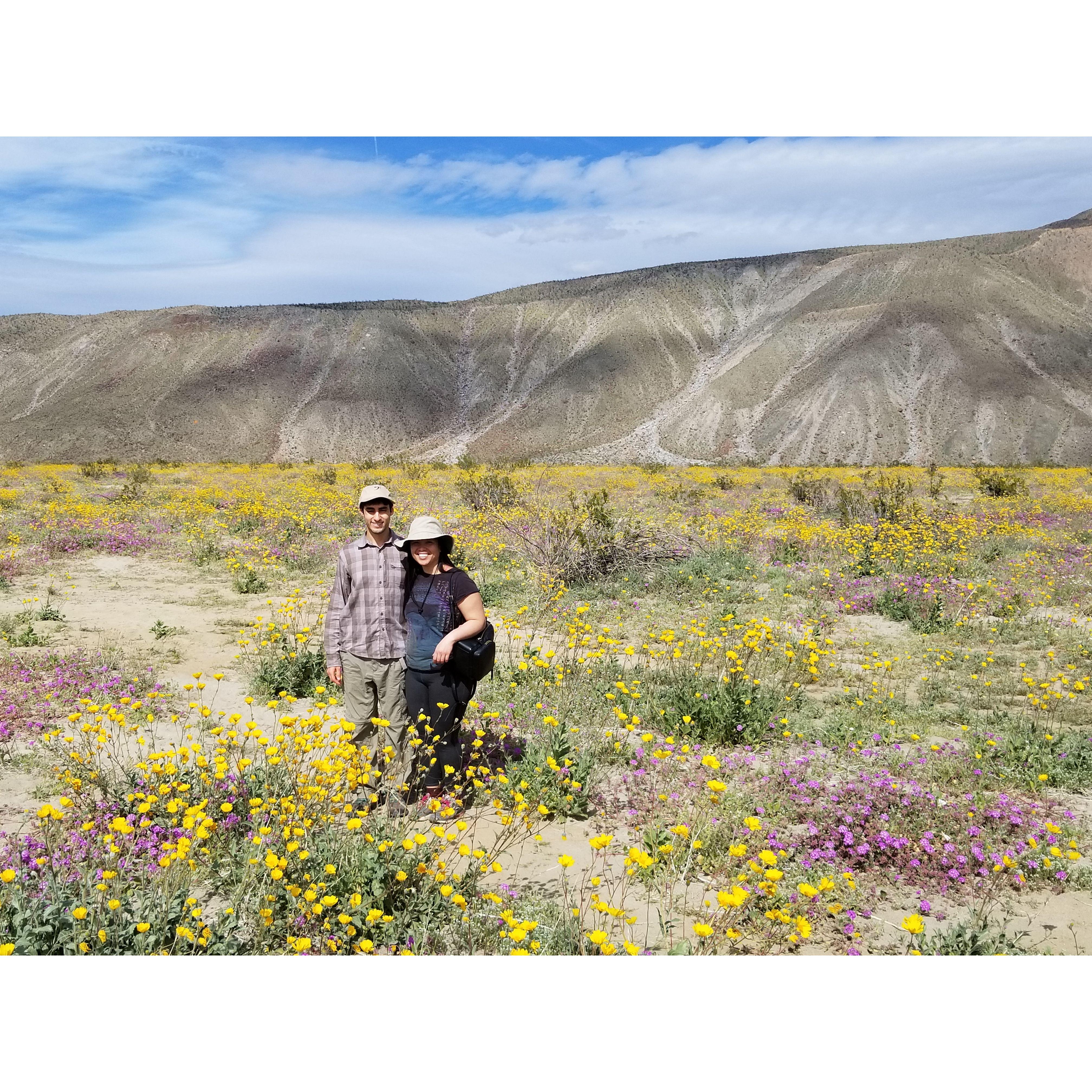 Anza Borrego and the super bloom (2019)