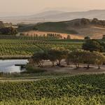 Wine Tasting