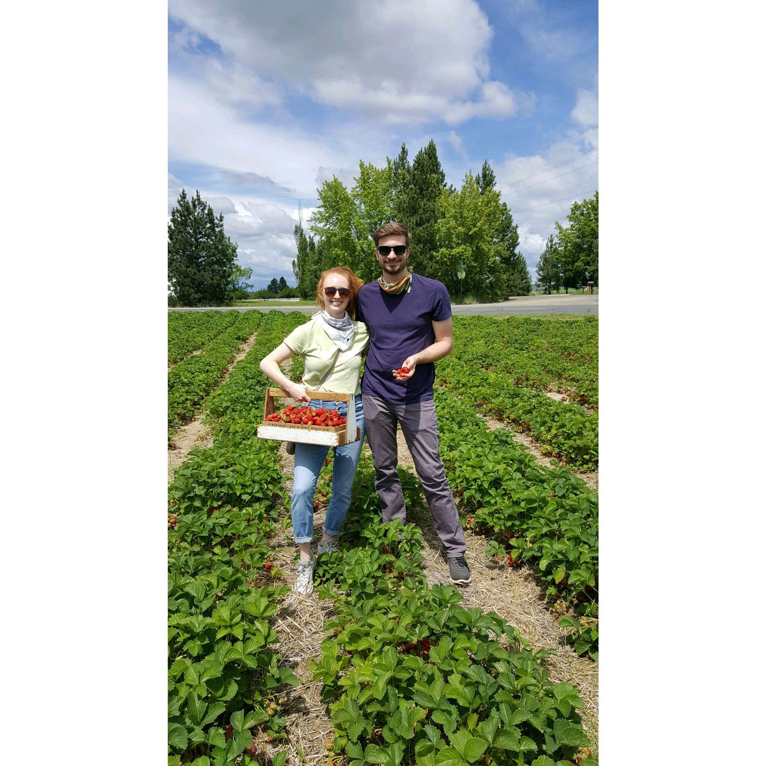 Strawberry picking at Greenbluff in Spokane | June 2020
