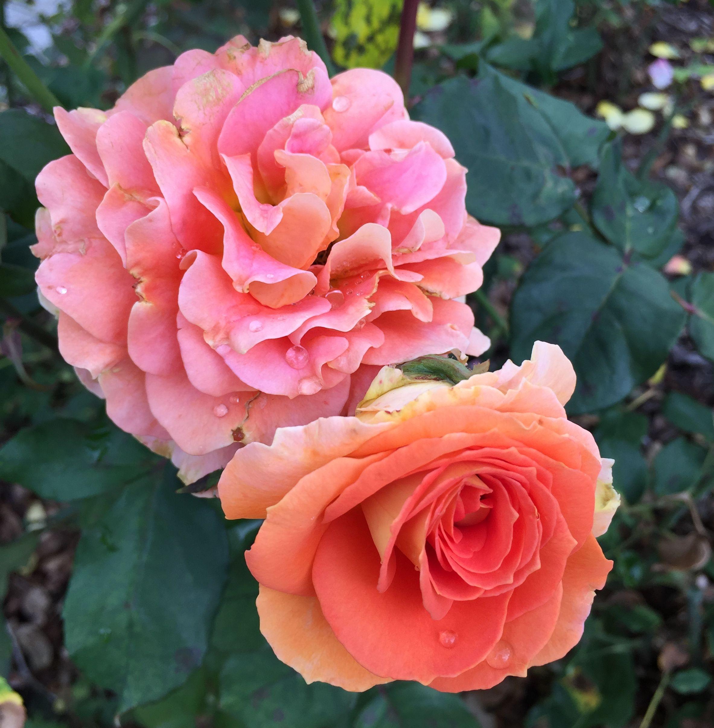 The Wedding Website of Elizabeth Luea and Jack Kirwan