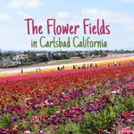 The Flower Fields