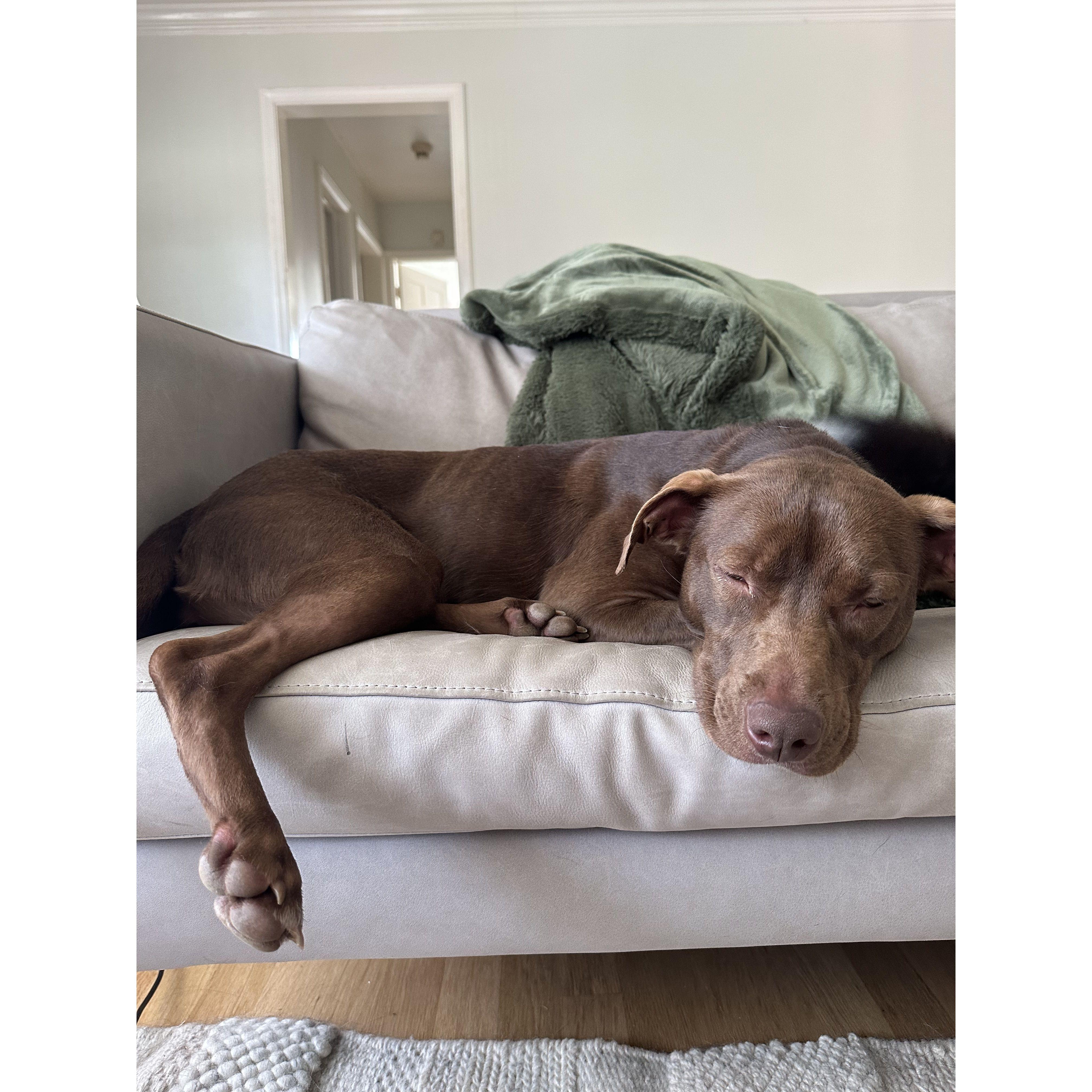 The day Carleigh failed at fostering. Chili Cheese has been renamed to Penny - August 11, 2023