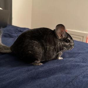 One Year's Worth of Hay & Treats