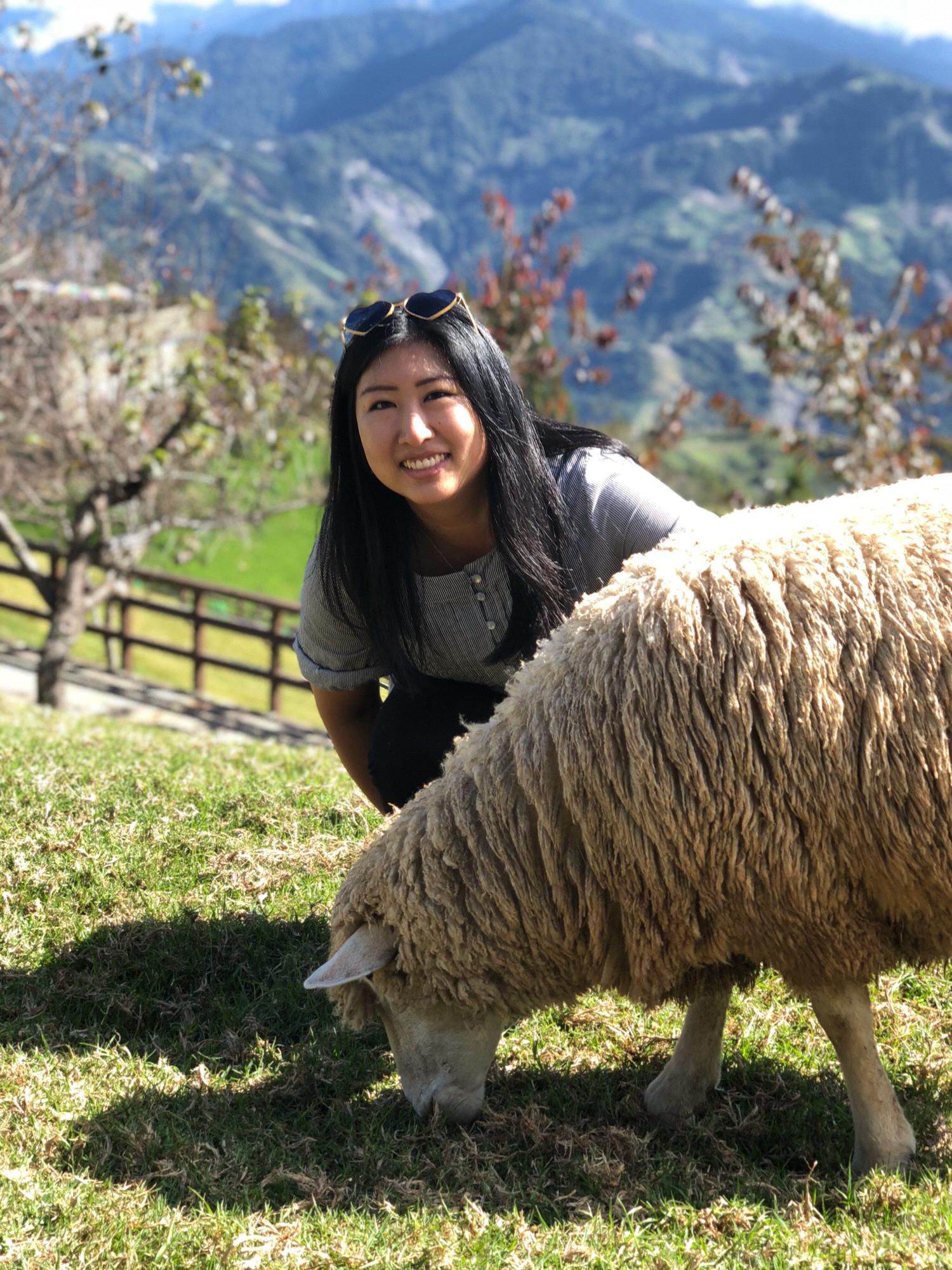 Angie harassing a sheep in Taiwan.