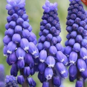 Blue Grape Hyacinth or Muscari Jumbo Pack