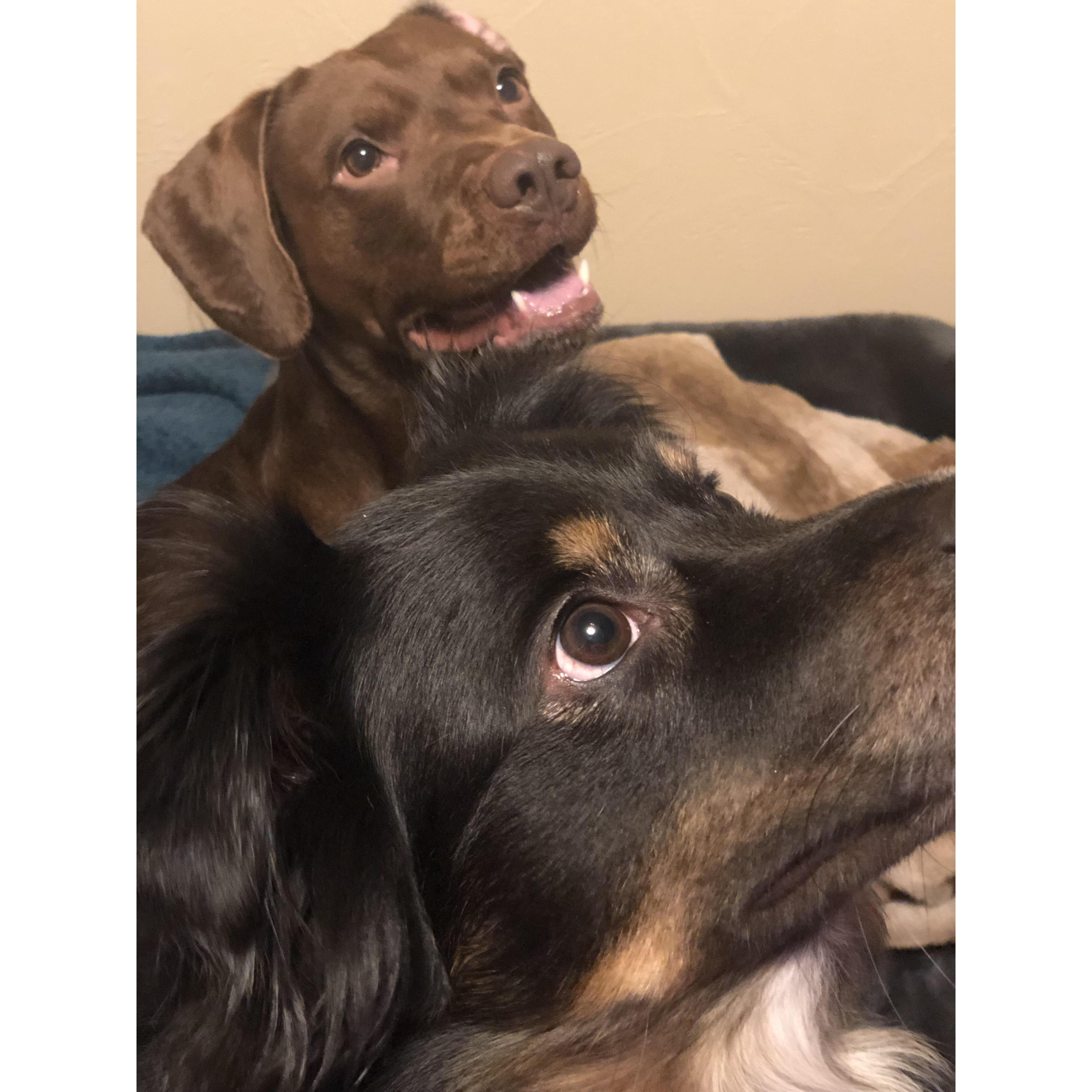 Bubba & Apollo
