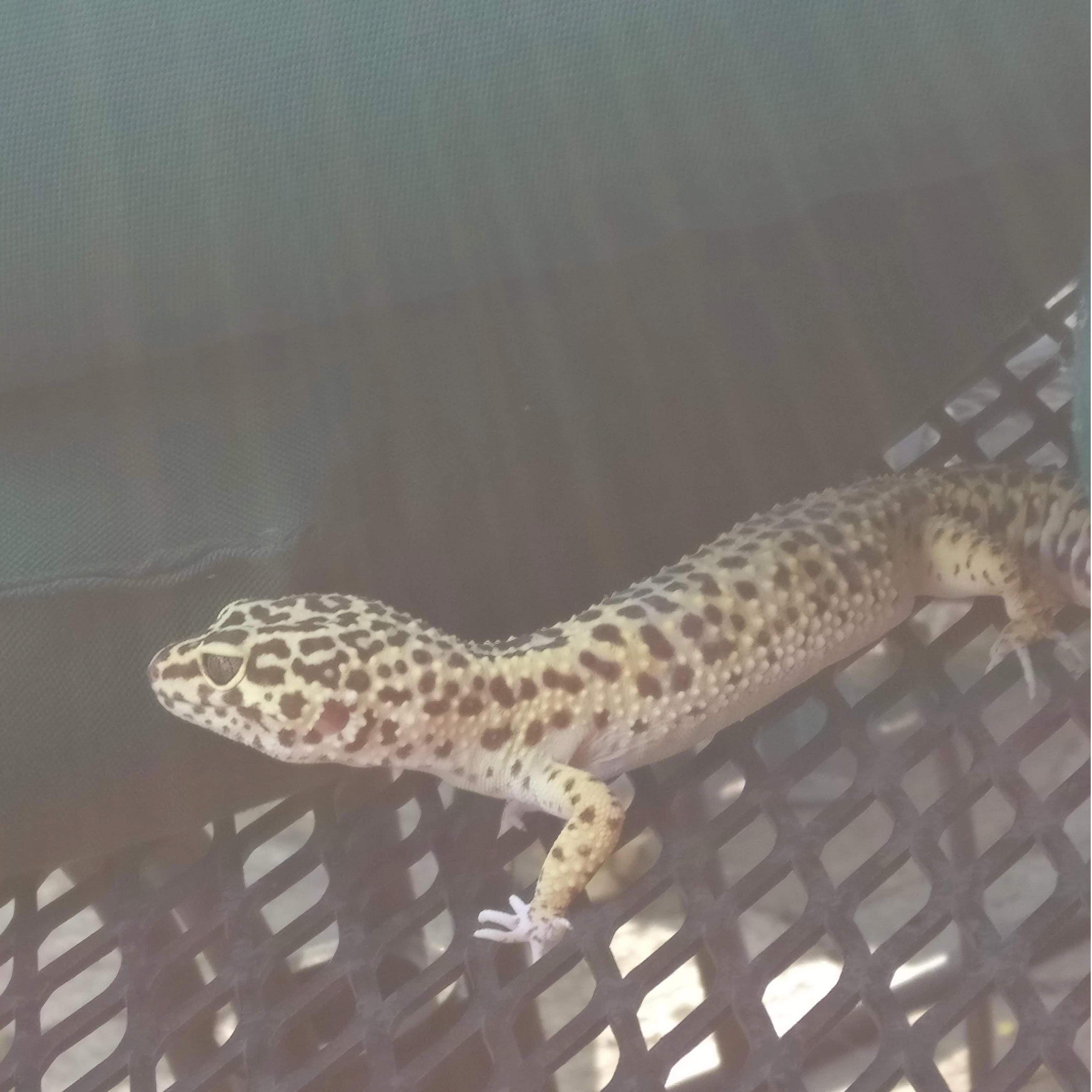Gecko <3, Northampton, MA, July 2017