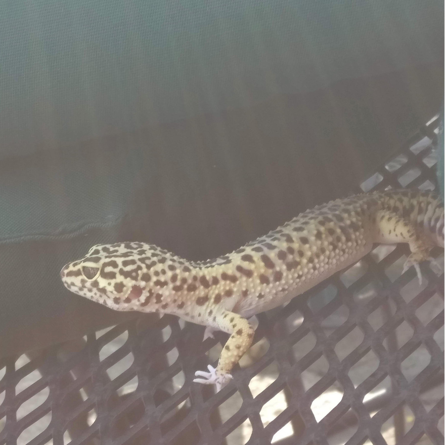 Gecko <3, Northampton, MA, July 2017