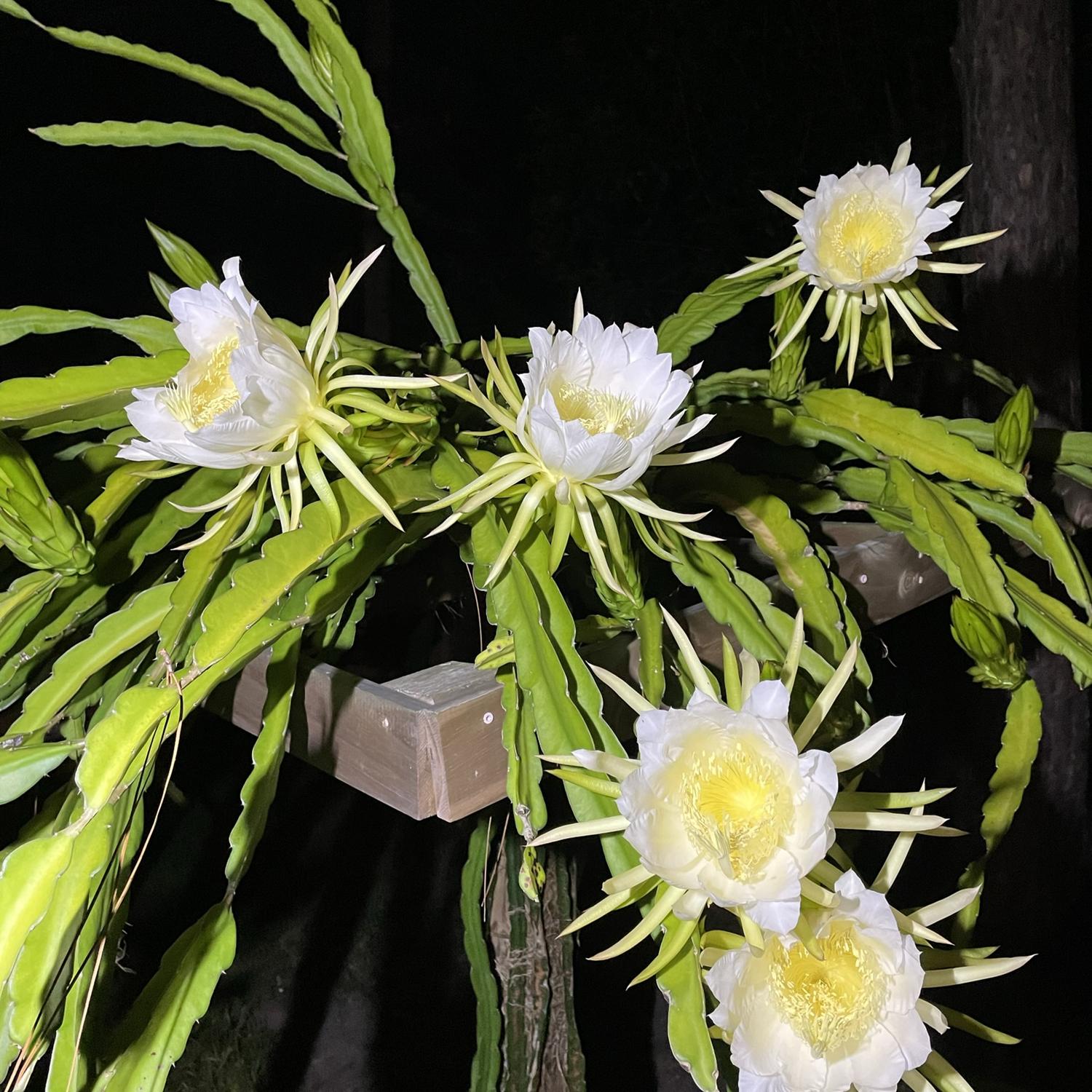 Dragon fruit full blossom