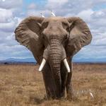 Game Viewing or Safaris