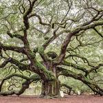 Angel Oak Tree