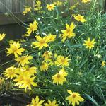 Lanceleaf Coreopsis