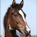 Horseback Riding