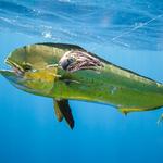 Cowboy Cowgirl SportFishing Charters