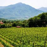 Visit Corfiot Wineries