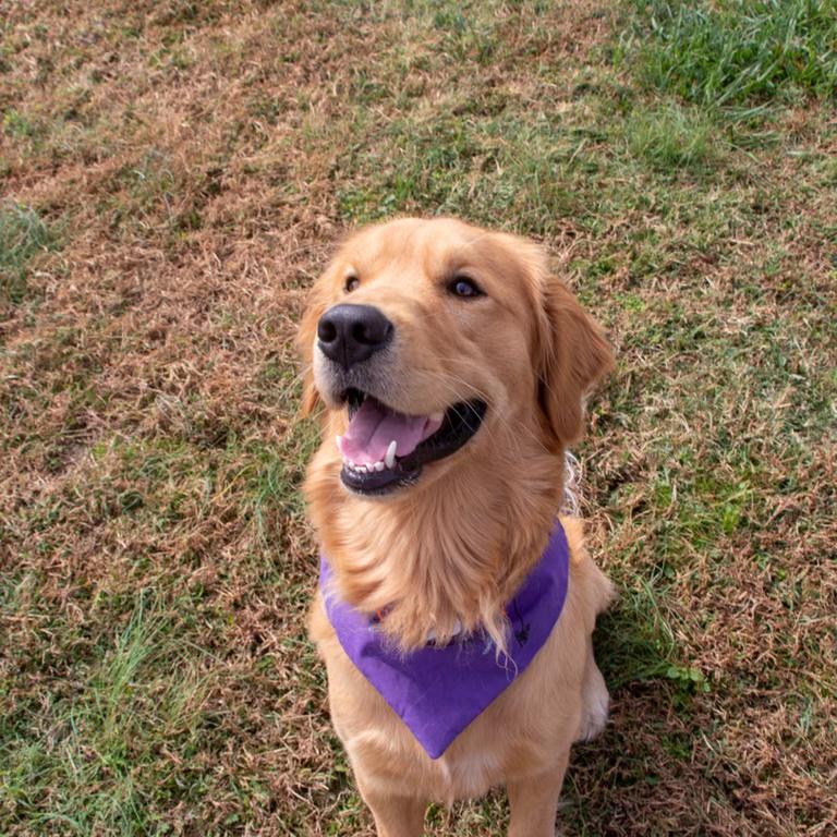 Sully