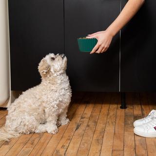 Ripple Dog Bowl