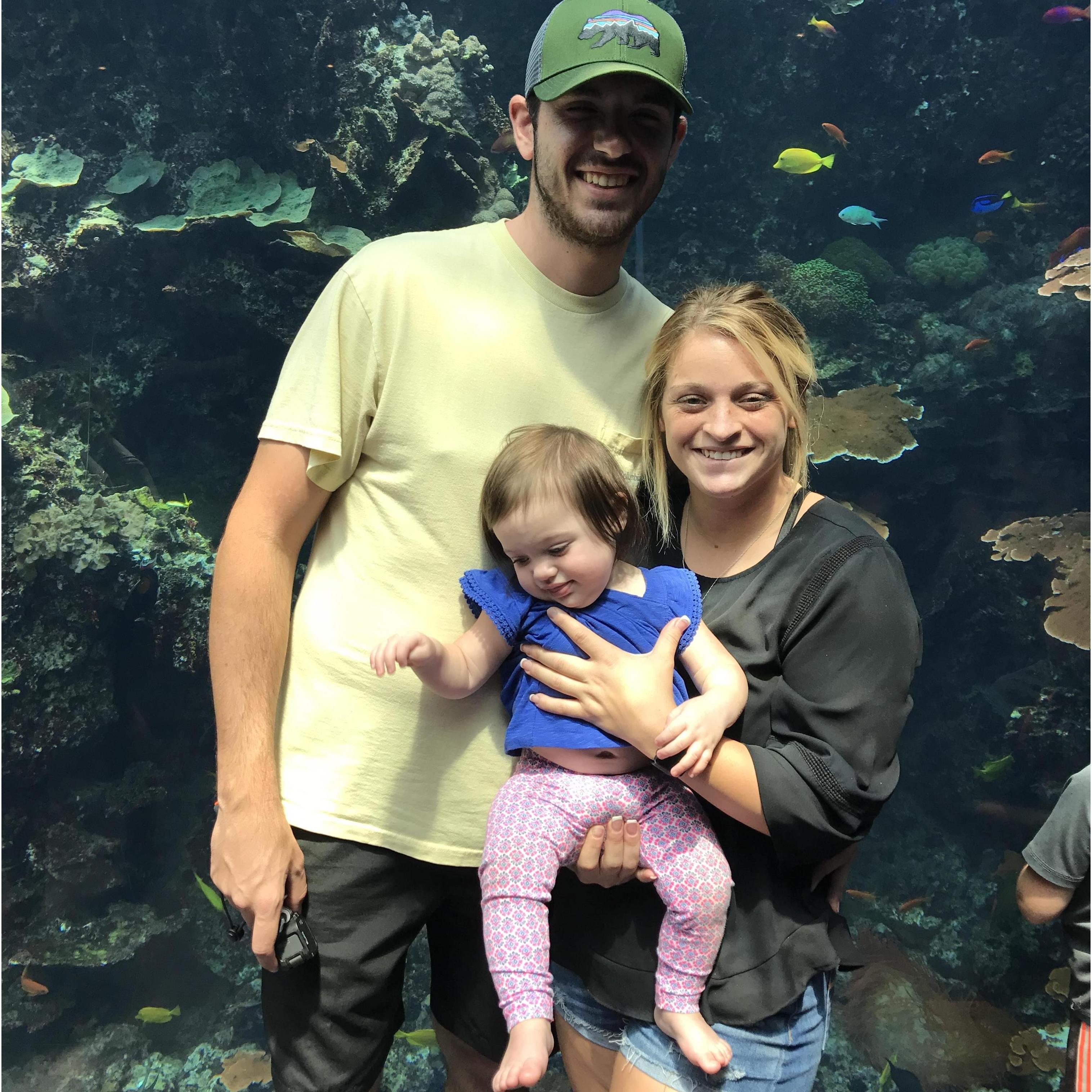 A day trip to the Georgia Aquarium