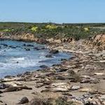 Elephant Seal Vista Point