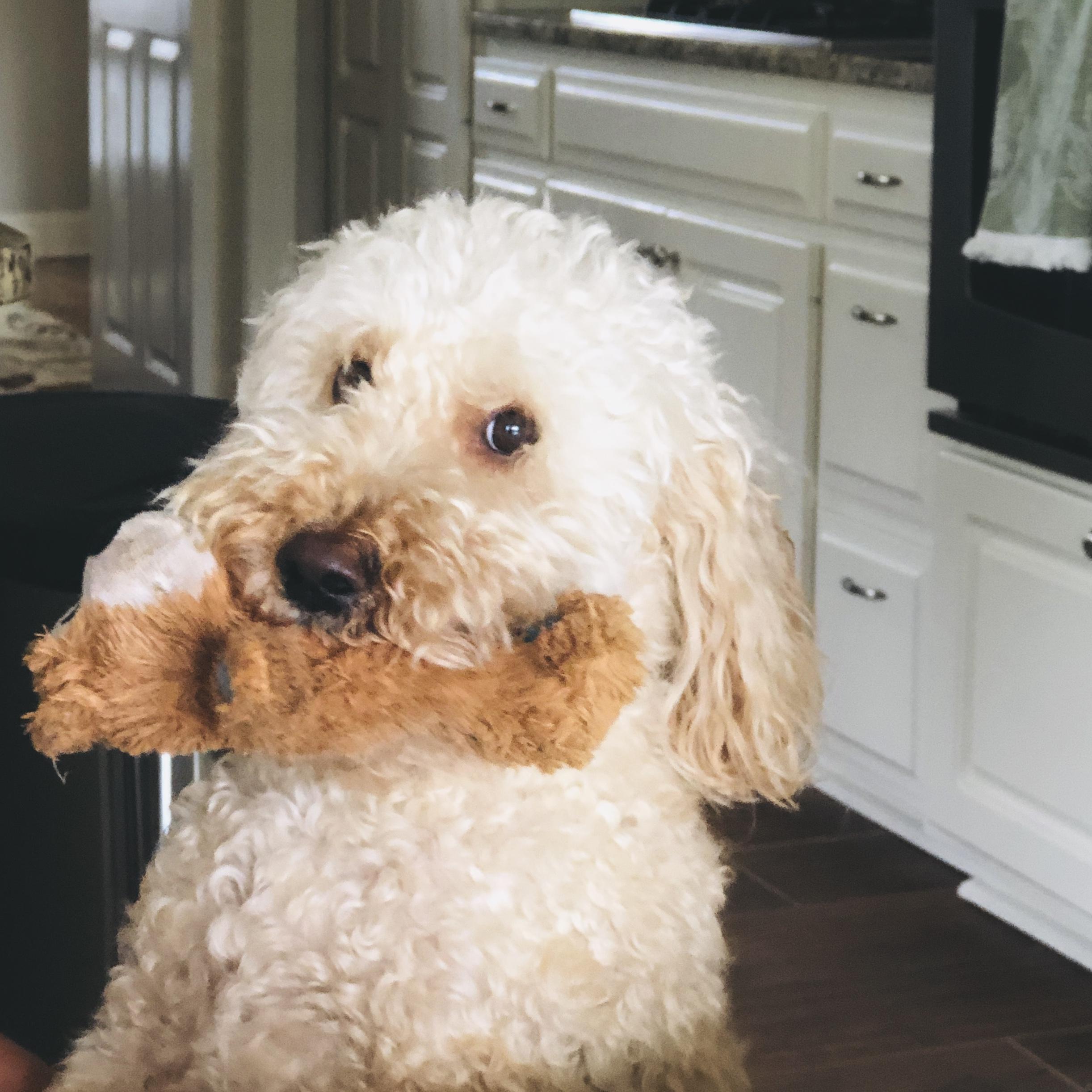 07.20.19 🐶 Murphy, our precious golden doodle, became the newest addition to our lives