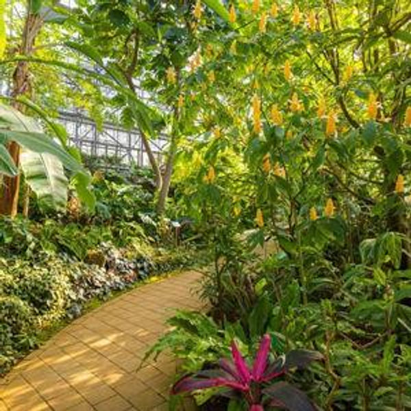 A visit to the Yumenoshima Tropical Greenhouse