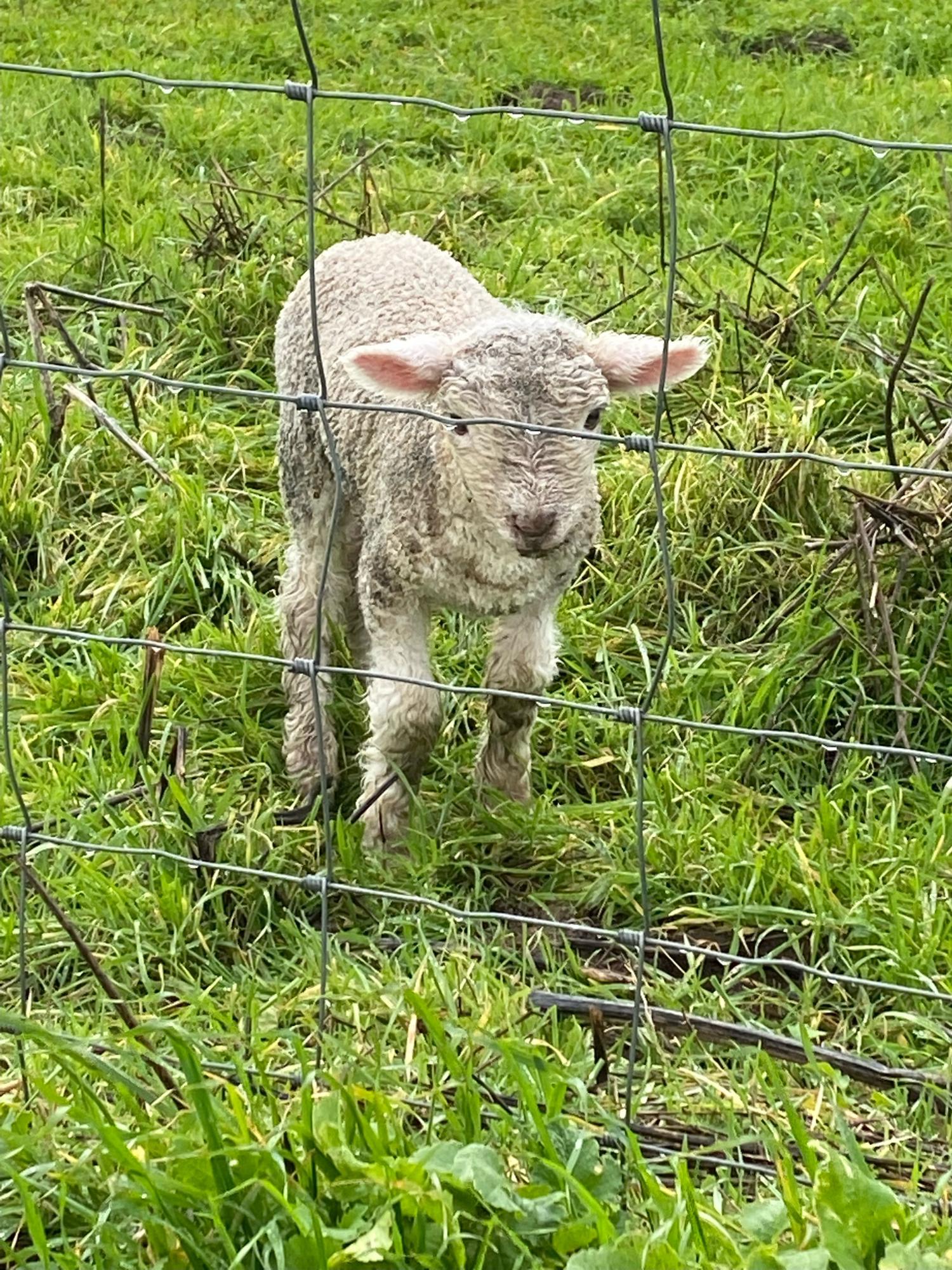 The baby lamb we stopped to visit on the way to Bodega